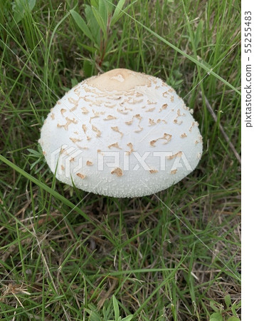 白蘑菇/白蘑菇或真菌 55255483