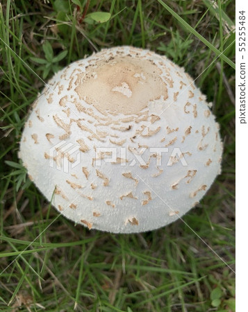 White mushroom / White mushroom or fungi 55255484