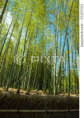 Kyoto Prefecture Mukaichi City · diameter of bamboo Kyoto Prefecture Mukaichi City · diameter of bamboo 55255501