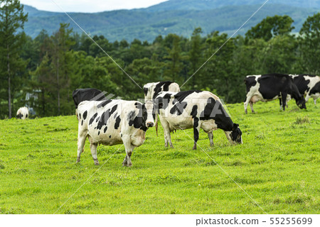 Herd of cows eating pasture Herd of cows eating pasture 55255699