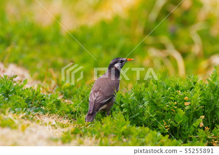 芥末之星 芥末之星 55255891