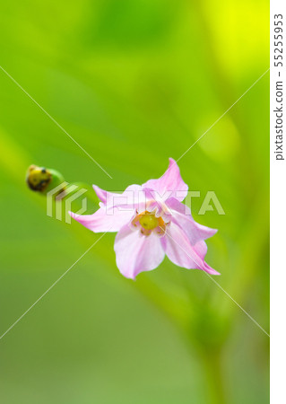 花卉圖片 55255953