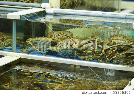 Sakai salmon Fresh crab 55256305