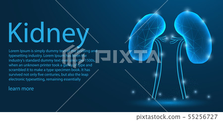 Human Kidney medical organ. low poly wireframe 55256727