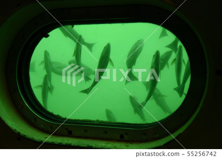The scene 2 seen from the window of the Katsuura underwater park The scene 2 seen from the window of the Katsuura underwater park 55256742