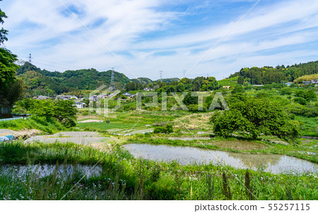 Rice terraces and blue sky in Shizuoka, Japan 55257115