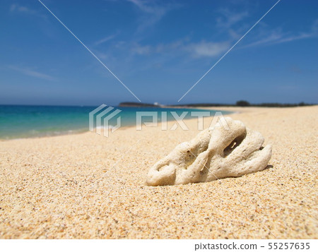 沙灘 55257635