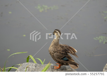 Duck, Ansan, Gyeonggi-do Duck, Ansan, Gyeonggi-do 55257791