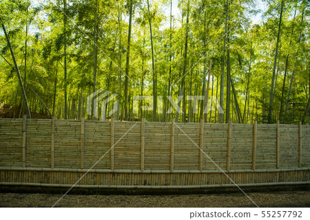 Kyoto Prefecture Mukaichi City · diameter of bamboo Kyoto Prefecture Mukaichi City · diameter of bamboo 55257792