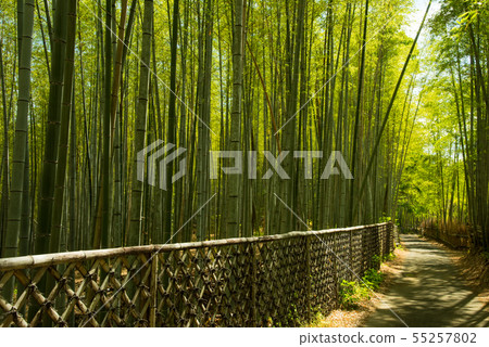 Kyoto Prefecture Mukaichi City · diameter of bamboo Kyoto Prefecture Mukaichi City · diameter of bamboo 55257802
