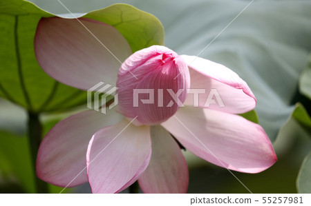 Lotus flower lotus lotus lotus flower ancient lotus Lotus flower lotus lotus lotus flower ancient lotus 55257981