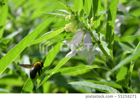 Sesame flower and bee Sesame flower and bee 55258271