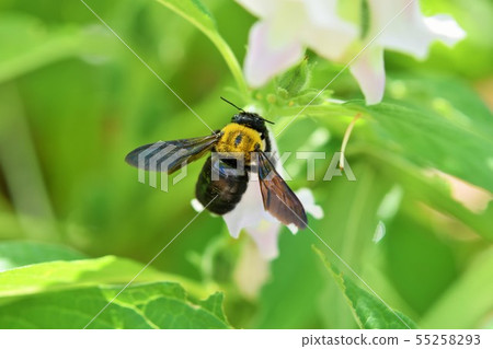 Sesame flower and bee Sesame flower and bee 55258293