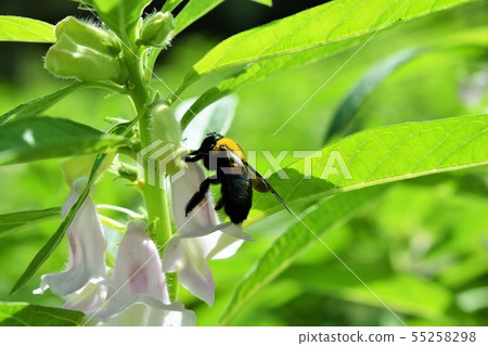 芝麻花和蜂 55258298