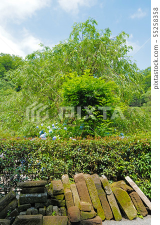 Hydrangea of Kitakuraku Akiratsuin 55258358