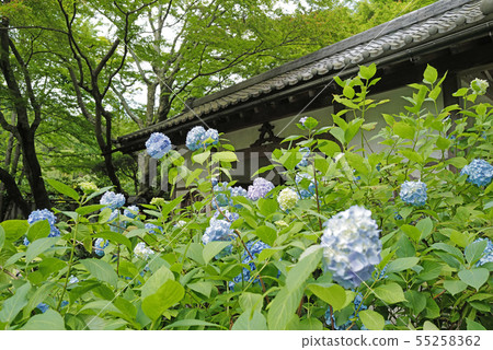 Kita Kamakura Aigetsu-in hydrangea and Somon 55258362