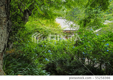 在Kita Kamakura Akirazukiin繡球花看到的正殿 在Kita Kamakura Akirazukiin繡球花看到的正殿 55258366