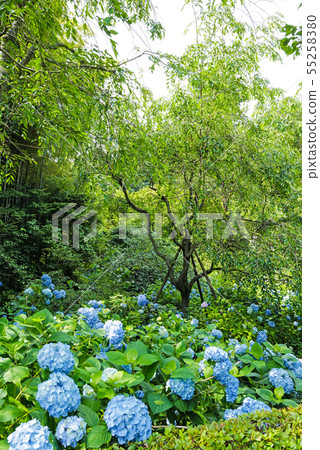 Hydrangea of Kitakuraku Akiratsuin Hydrangea of Kitakuraku Akiratsuin 55258380