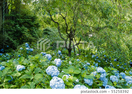 Hydrangea of Kitakuraku Akiratsuin 55258392