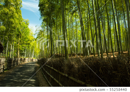 Kyoto Prefecture Mukaichi City · diameter of bamboo Kyoto Prefecture Mukaichi City · diameter of bamboo 55258440