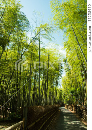 Kyoto Prefecture Mukaichi City · diameter of bamboo Kyoto Prefecture Mukaichi City · diameter of bamboo 55258450