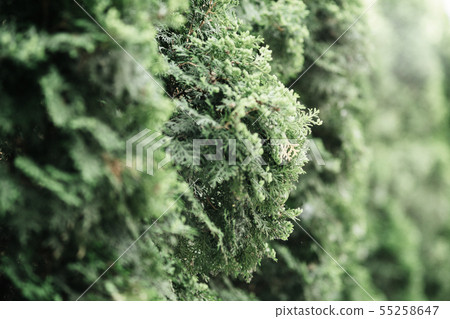 Green twigs of thuja. Focus on central branches. 55258647