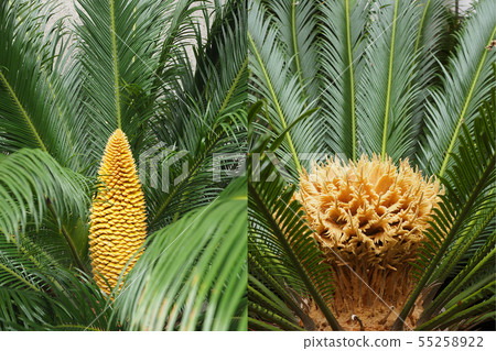 Left: Male flower of Satetsu Right: Female flower of Satet Left: Male flower of Satetsu Right: Female flower of Satet 55258922