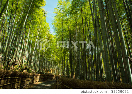 Kyoto Prefecture Mukaichi City · diameter of bamboo Kyoto Prefecture Mukaichi City · diameter of bamboo 55259051