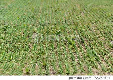 Artificial turf (grass turf) 2 Artificial turf (grass turf) 2 55259184