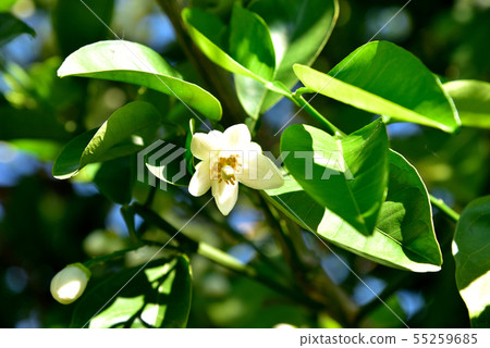 Tangerine flower Tangerine flower Tangerine flower Citrus fruits Early summer image Clean image 55259685