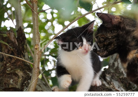 Cat, stray cat, rust pattern, rusty, child, kitten, black and white, tree climbing, rice Cat, stray cat, rust pattern, rusty, child, kitten, black and white, tree climbing, rice 55259777