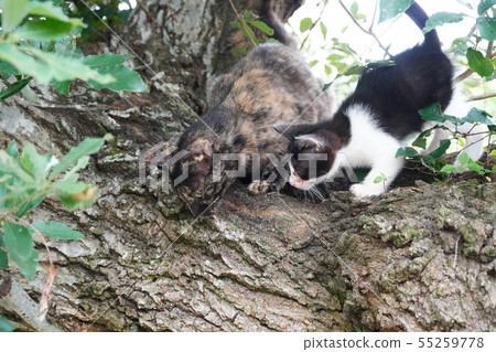 Cat, stray cat, rust pattern, rusty, child, kitten, black and white, tree climbing, rice Cat, stray cat, rust pattern, rusty, child, kitten, black and white, tree climbing, rice 55259778