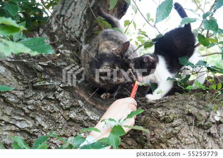 Cat, stray cat, rust pattern, rusty, child, kitten, black and white, tree climbing, rice Cat, stray cat, rust pattern, rusty, child, kitten, black and white, tree climbing, rice 55259779