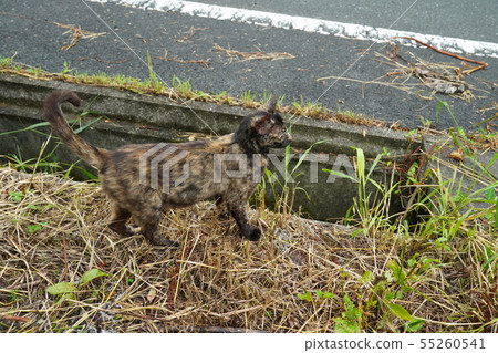 Cat · stray cat · rust pattern · rust · child care · break Cat · stray cat · rust pattern · rust · child care · break 55260541