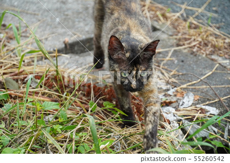Cat · stray cat · rust pattern · rust · child care · break Cat · stray cat · rust pattern · rust · child care · break 55260542
