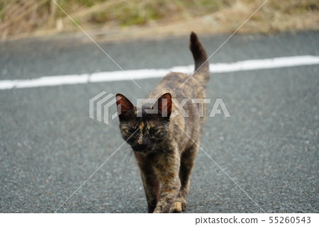 貓·流浪貓·鐵鏽圖案·鐵鏽·幼兒·休息 55260543