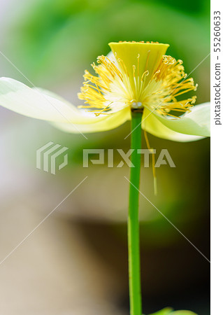蓮花 55260633