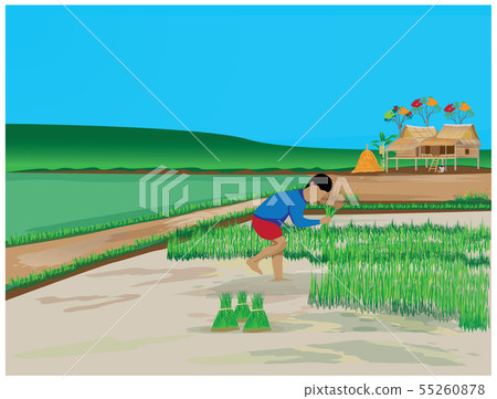 farmer work in paddy field vector design - Stock Illustration [55260878 ...