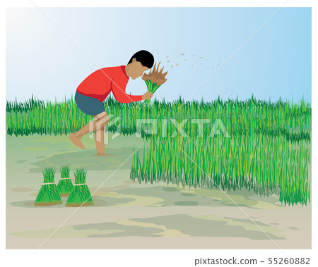 farmer work in paddy field vector design - Stock Illustration [55260882 ...