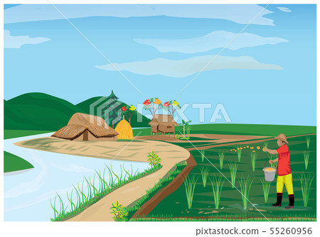 farmer sow manure in paddy field vector design 55260956