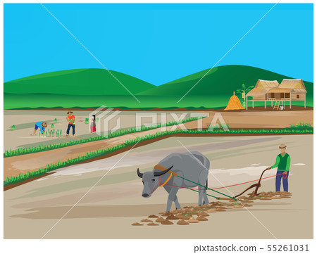 farmer work in paddy field vector design - Stock Illustration [55261031 ...