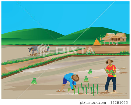 farmer work in paddy field vector design - Stock Illustration [55261033 ...