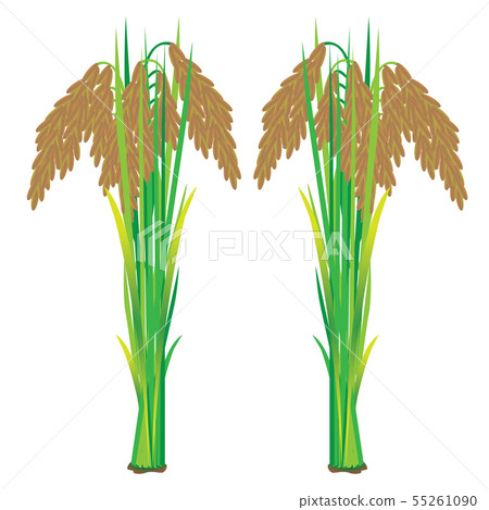 rice plant vector design 55261090