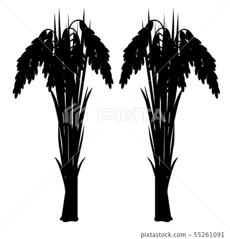 rice plant vector design 55261091