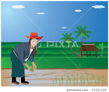 farmer transplant rice seeding in paddy field farmer transplant rice seeding in paddy field 55261128