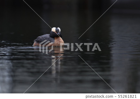 Mim grebe 2（北海道） 55261821