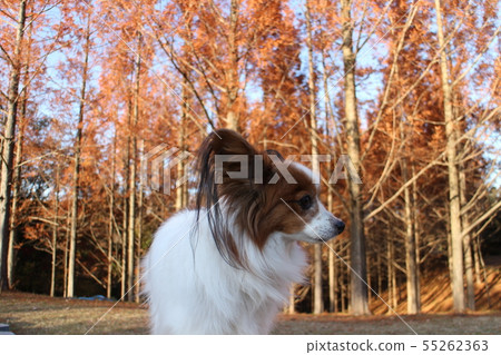 Take a walk in the ancient forest of autumn 55262363