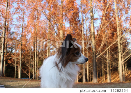 在古老的秋天森林散步 55262364