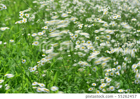 Heimejoon shaking in the wind Heimejoon shaking in the wind 55262457