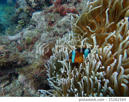 Meet Anemonefish at Snorkeling at South Izu Hiriohama Beach Meet Anemonefish at Snorkeling at South Izu Hiriohama Beach 55262564